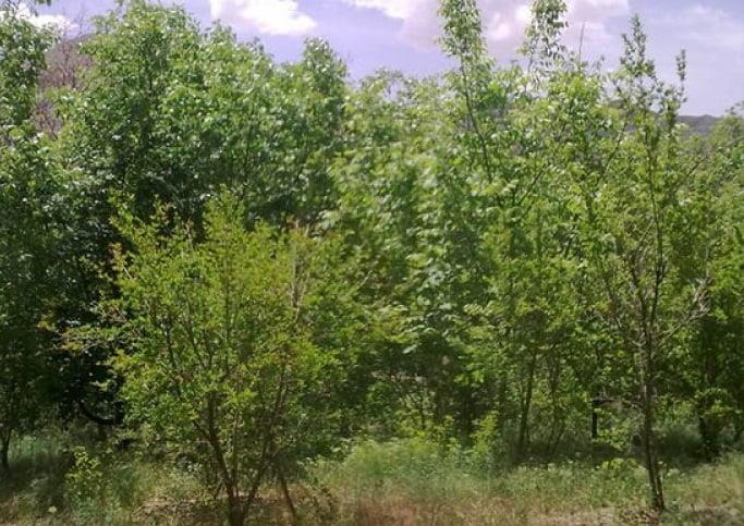 روستای مزداران-YgYW4rFlrf