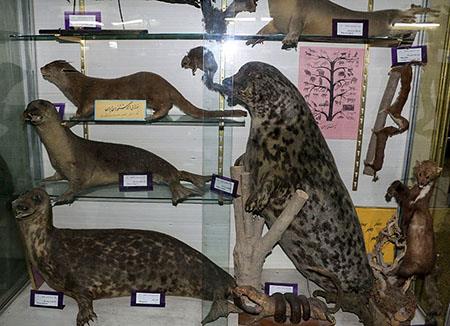 موزه تاریخ طبیعی اصفهان-YqwdPqwbWj