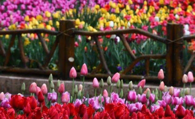 جاهای دیدنی كرج در بهار-Ys5hlfU79g