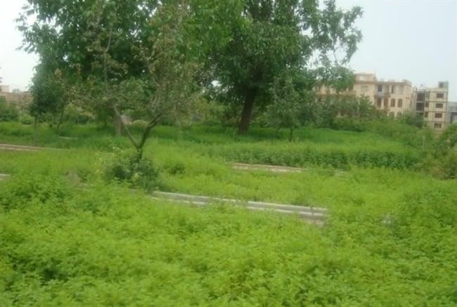باغ گیاهان دارویی بوعلی سینا همدان-Z0mKDfPRSF