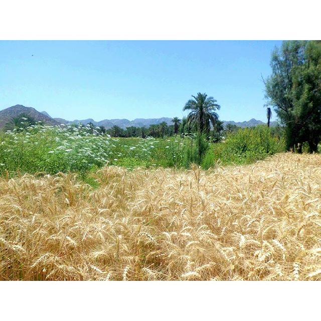 روستای كوتك بالا-ZACirwKj6w