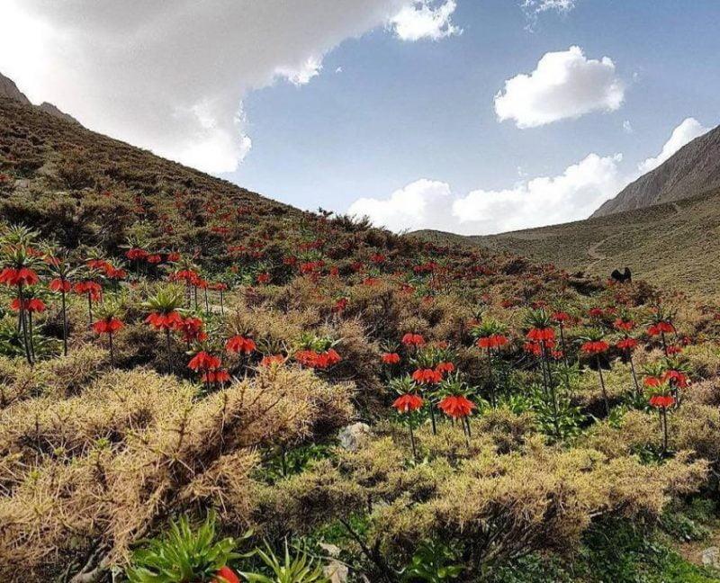 رستوران بوریتو خوانسار-ZWFbPta5sN