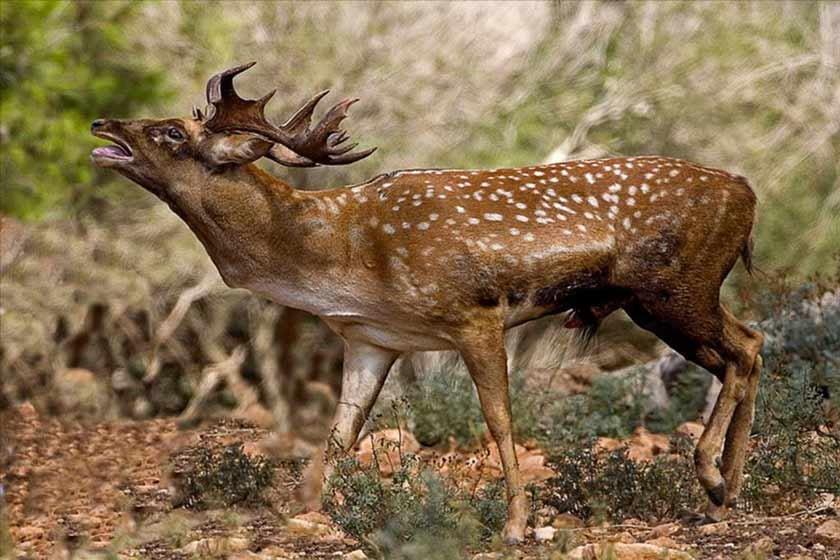 پناهگاه حیات وحش دودانگه و چهاردانگه ساری-a1sbiJECmK