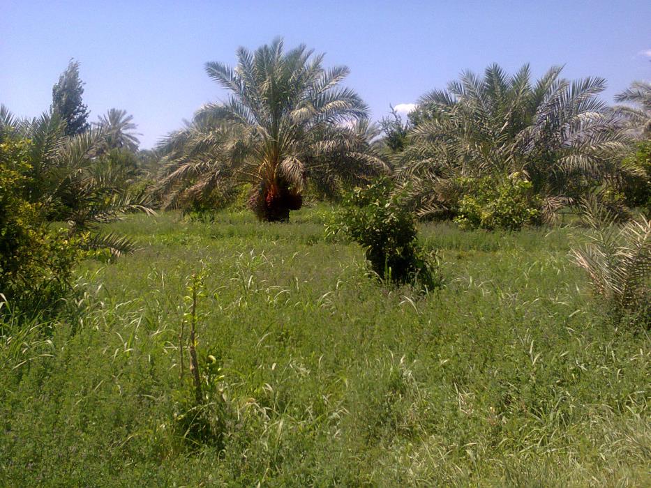 روستای چهار فرسخ شهداد استان كرمان, شهداد-aRZzTjhqkN