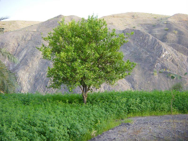 شهر فنوج-akOOHAj7zc