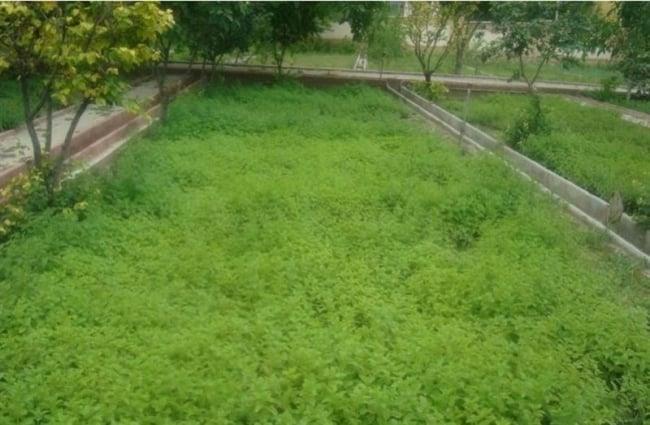 باغ گیاهان دارویی بوعلی سینا همدان-auslVGpe2c