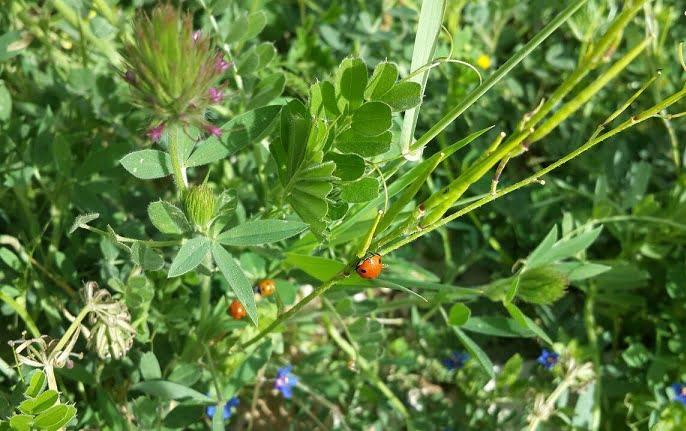 روستای چگاء ایلام-b7fJjPbhWh