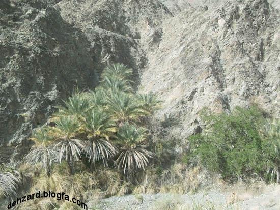 روستای ده زرد-bKIbpG8xMe