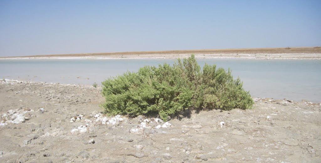 كویر مروست-bNWQwEYuuE