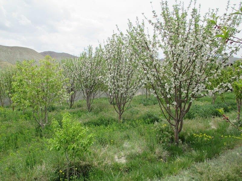 روستای طارن فیروزكوه-bRBuAgs6Cw