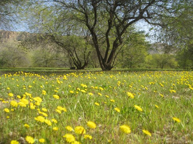 پارك جنگلی عامری دیلم استان بوشهر, بندر دیلم-bRmpRYpWw2