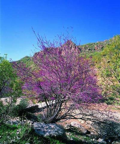 سفر به تنگه زیبای ارغوان-bfi0ElLItt