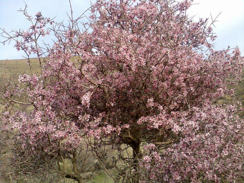 روستای بنه كمر فریدونشهر-bhVIrBifKX