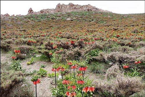 دره بید بالا فریدن-bk8mRvR0k8