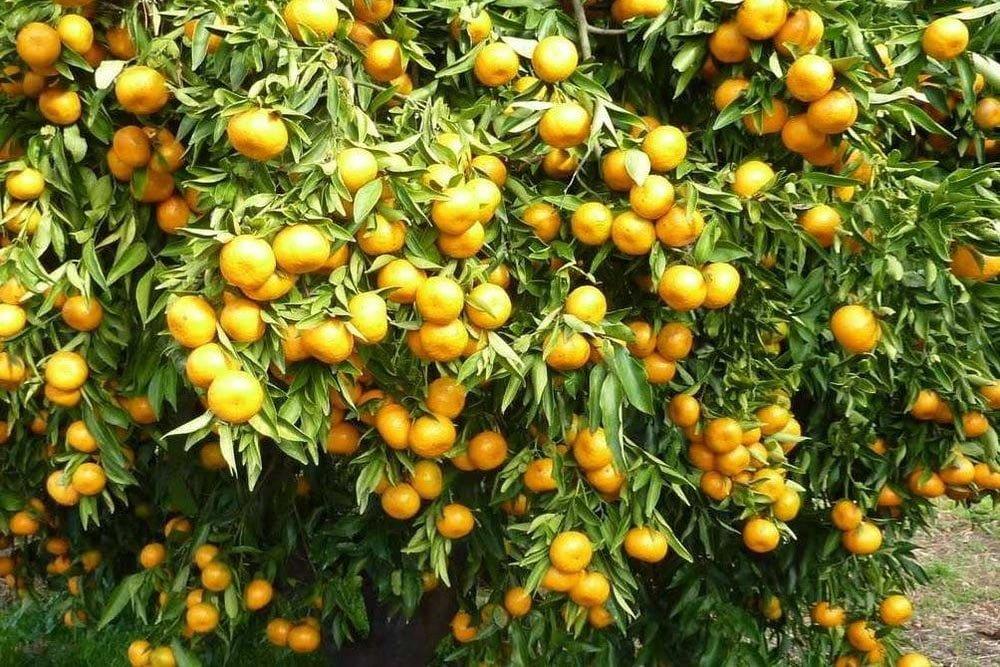 شهر گنبكی-cFpcTSMrHL