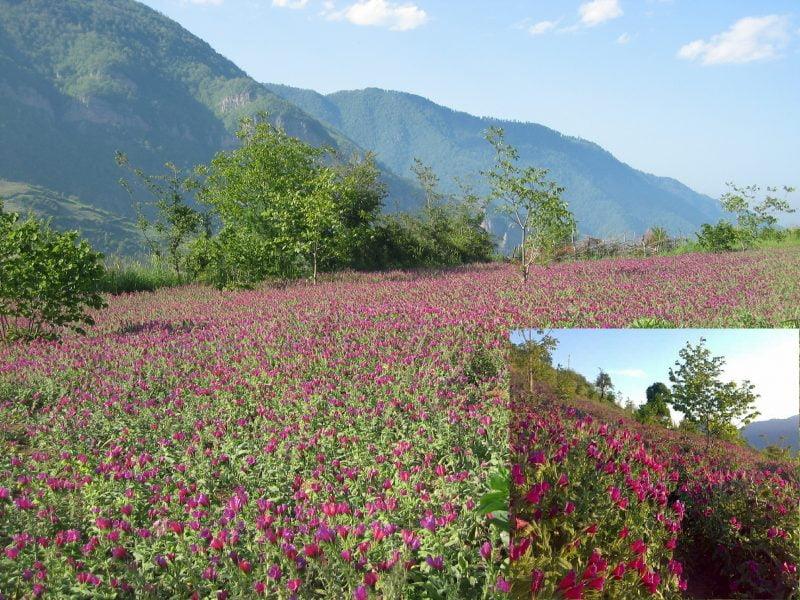 روستای خرسندكلایه-cGb3OCCiMu