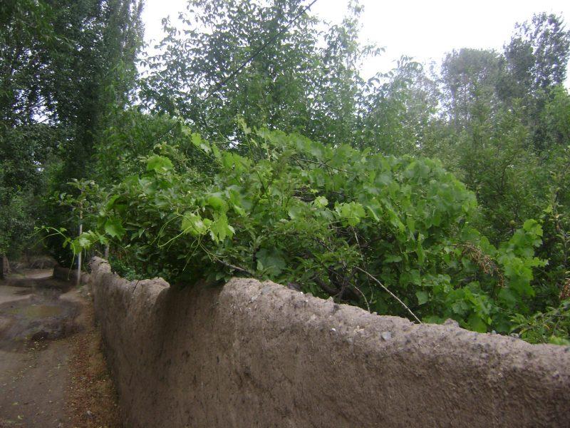 روستای رحیم بیگلو-cZG2UKpz37