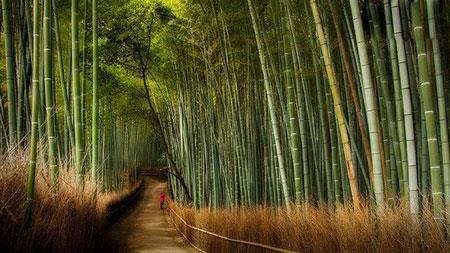 جنگل زیبا و محصور كننده بامبوی ژاپن-cjYbiLO0Gp