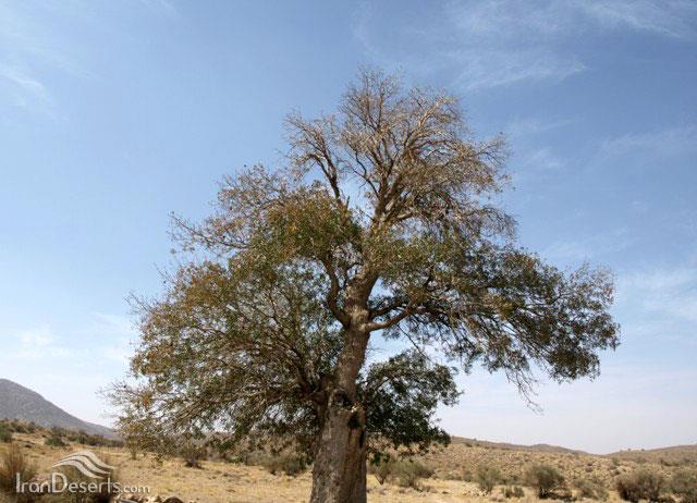 منطقه حفاظت شده باغ شادی-crjU0tm0QD