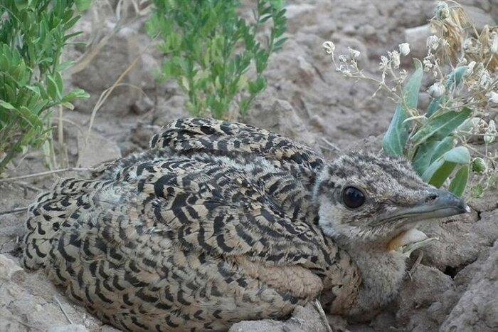 خطر انقراض در كمین «میش مرغ ایرانی»-cygrklgqGc