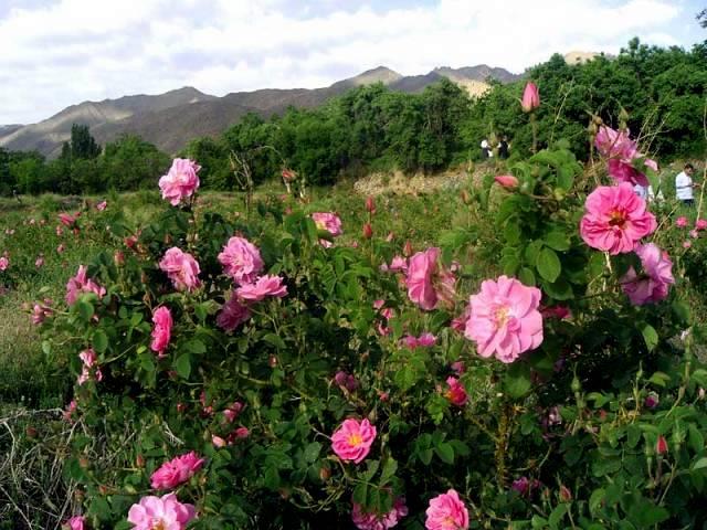جاهای دیدنی كاشان در بهار-dDtGjxJwvL