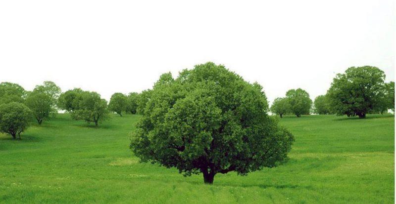 تفرجگاه جنگلی ششدار-dF2NW1h0jL