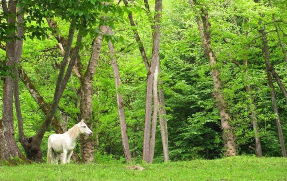 پارك های جنگلی تهران – ۱۵ پارك با آدرس و عكس-dLbrR5IQVy