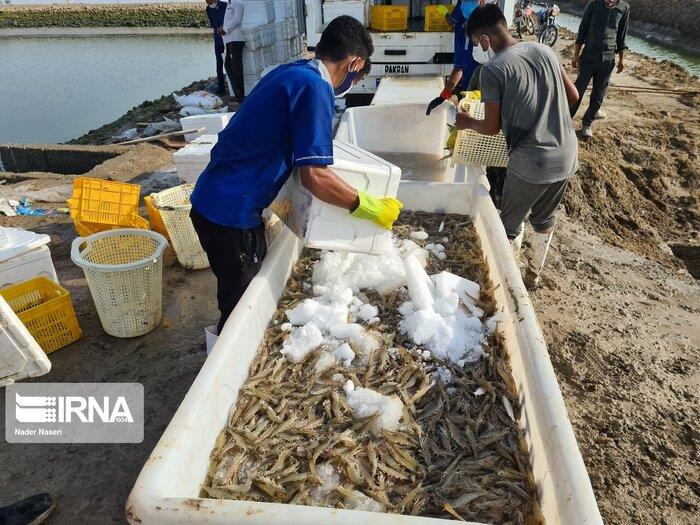 داشتههای بوشهر برای مسافران جام جهانی قطر-dNT3et8Hi2