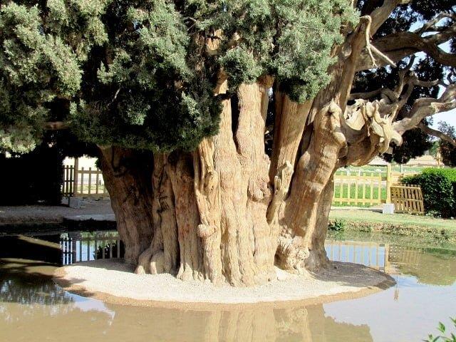 سرو ابركوه-dNU5Zy46g9