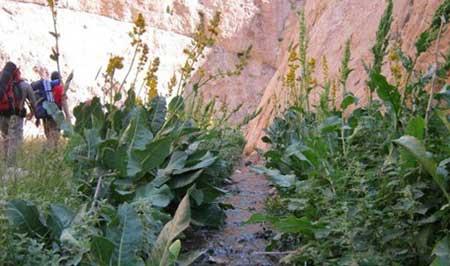 روستای لَزور-dOPLyAzpUn