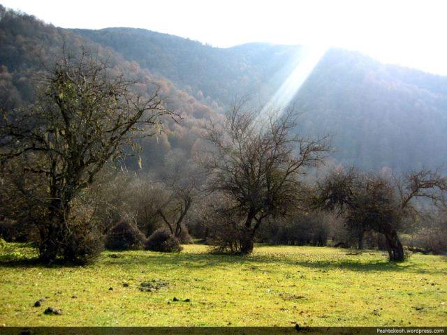 جنگل الیمستان-dP8LnrUW0x