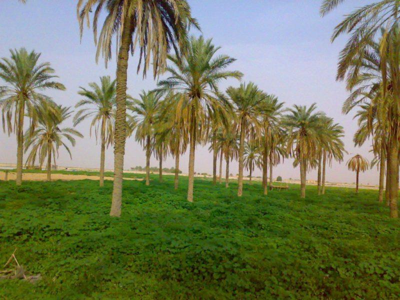 شهر بادوله-dbrLsH6tGK