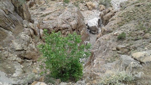 دره آدرشك مهریز-dxHh8edNFi
