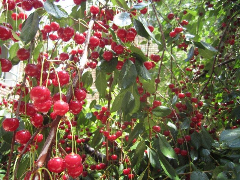 روستای كهنمو-dyVcH7ZuFx