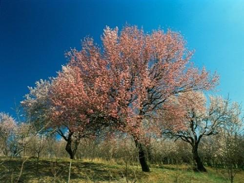 منطقه جنگلی اردل-e0kMr32owZ
