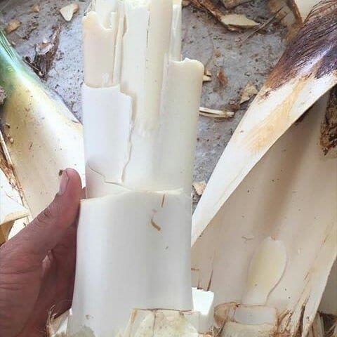 پنیر نخل خرما ( غاپ ) هرمزگان-e7wcJdeVf8
