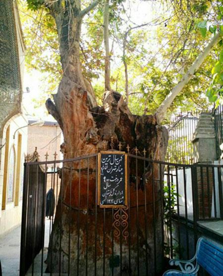 امام زاده یحیی-eDLCNKv8yH