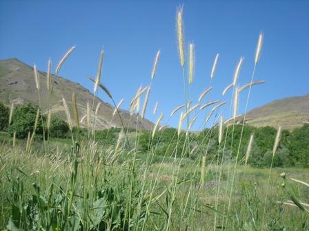 روستای مشانه-eSpcMbrMBM