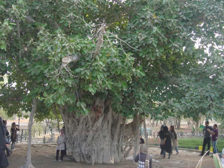 درختی سرسبز با قدمت ۵۰۰ ساله در كیش-eZP3dBwkwR