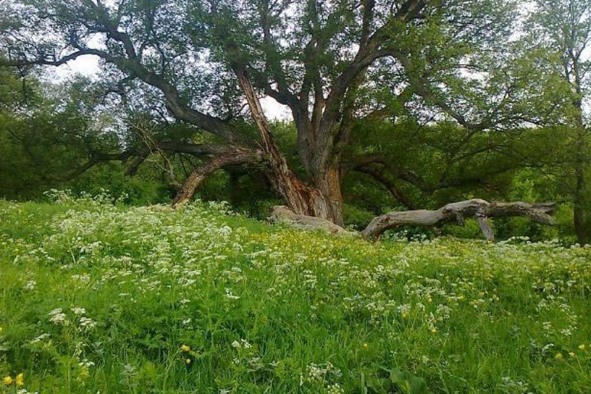 درخت كهنسال مازندران-elmBMfwijr