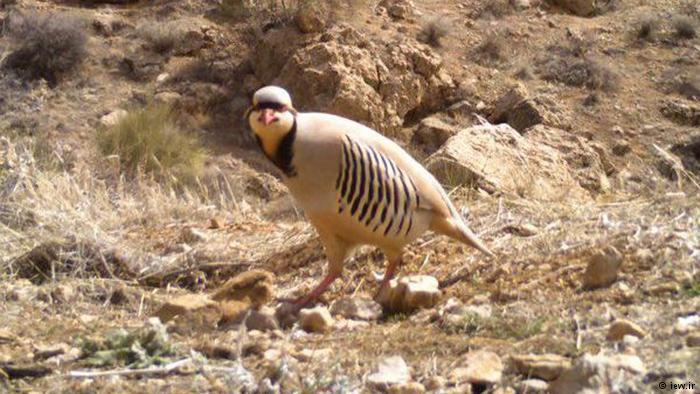 پارك ملی بمو ، طبیعتی حفاظت شده با حیوانات نادر-fCpcQ7e723