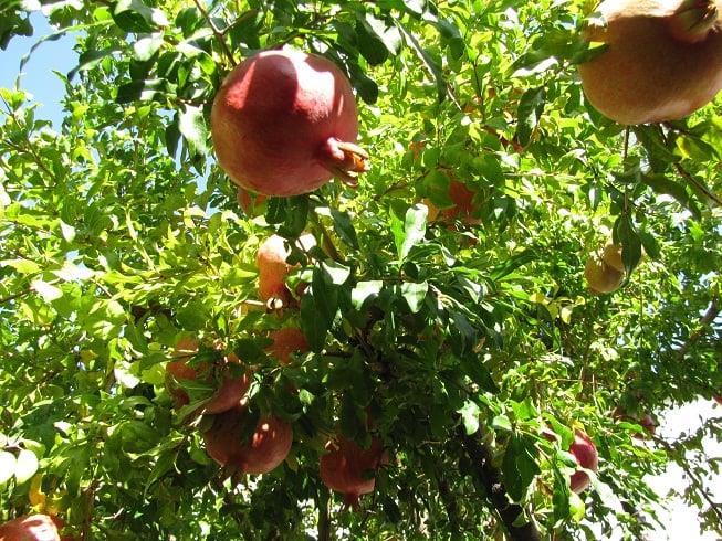 طبیعت درجزین سمنان-fWSl6ZZUlj