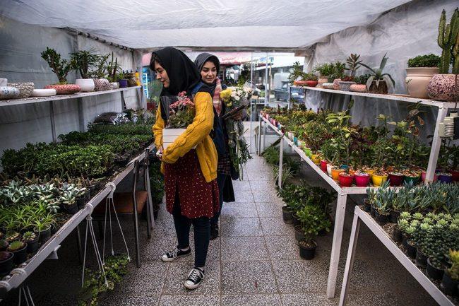 بازار گل شهید فكوری تهران-fwbhhzajve
