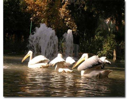 باغ گلشن طبس ، زیباترین باغ تاریخی در دل كویر-gAP4zvfWvp