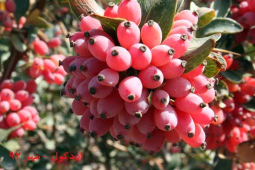 روستای اردكول-gO9j19PeQN