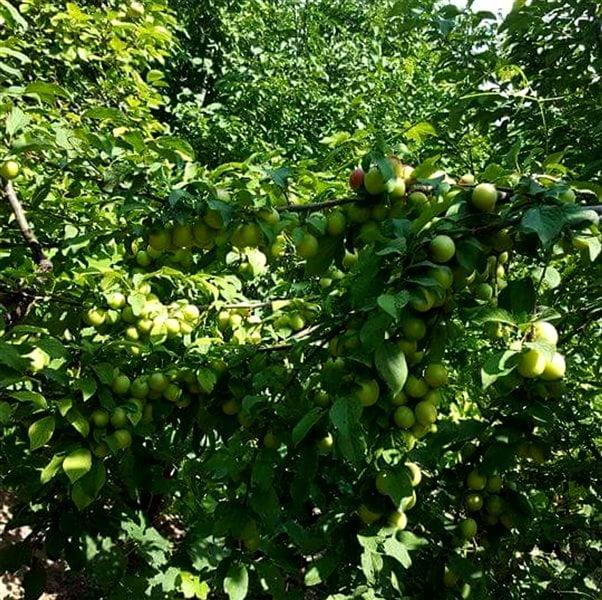 روستای خلجان-gy6eK8Ruxu