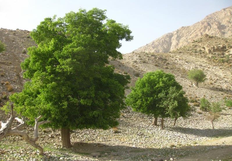 منطقه حفاظت شده كوه شیر-gywNvfnI05