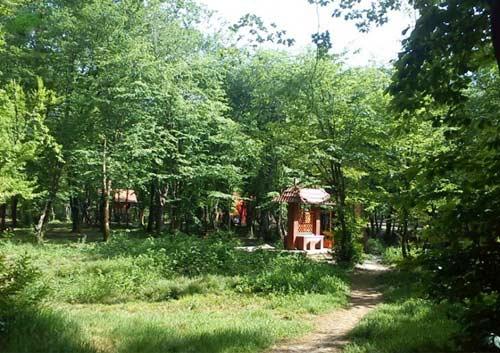 پارك جنگلی قرق گرگان استان گلستان, گرگان-gz5CqMlKJu