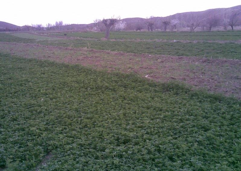 روستای بلاش آباد-h0UtNuZmeP