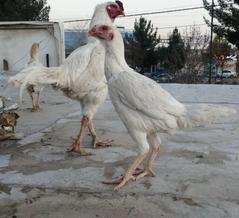 روستاهای مشگین شهر ( معرفی ۲۷۰ روستای مشگین شهر )-h4EsE5pgAk